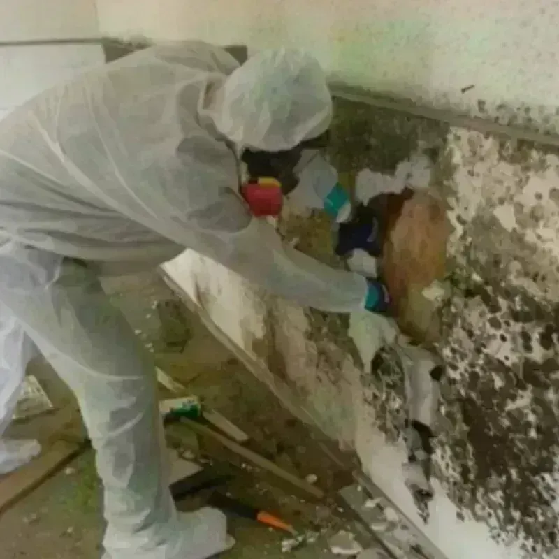 Mold Remediation and Removal in Henry County, IA